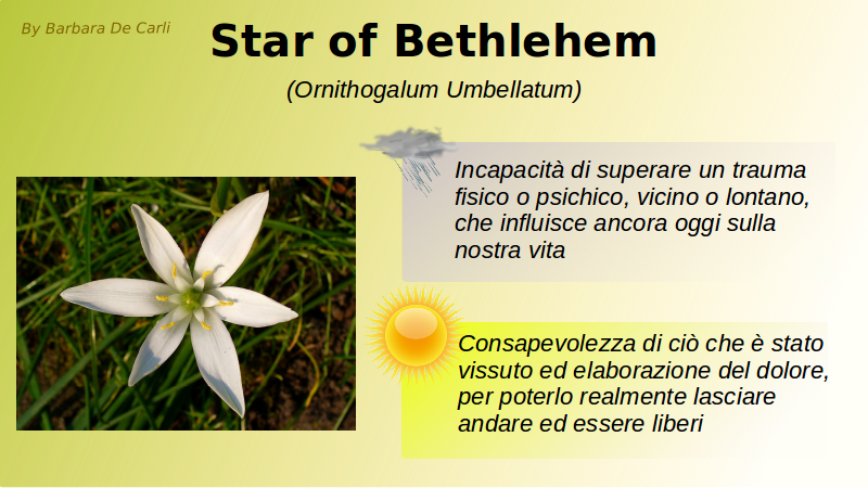 Star of Betlehem